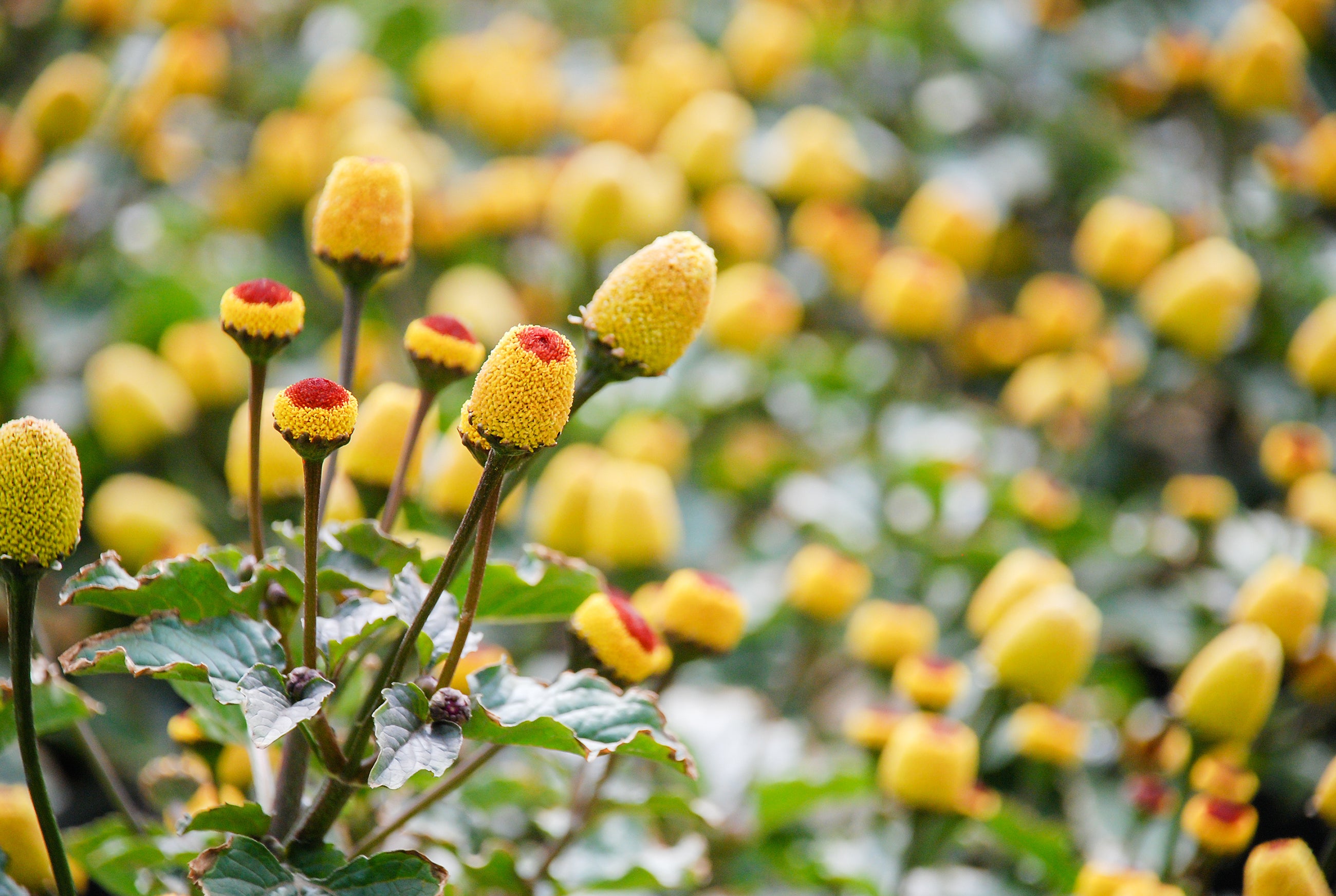 The Natural Ingredient "Jambú" Changing the Face of Anti-Aging Skin Care