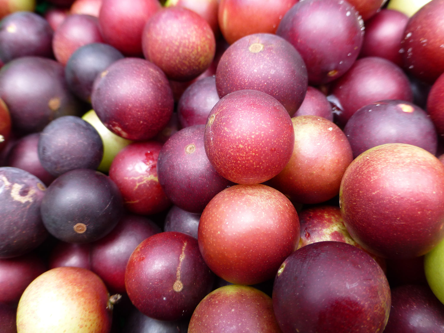 Your Skin’s Superfood: Camu Camu benefits for the skin